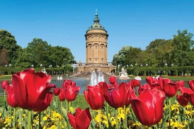 Red Tulip Flowers At The Mannheim Wasserturm Canvas Art Jan Becke