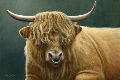 Highland Bull Art Print by Jeremy Paul iCanvas