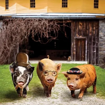 Pig Gang Art Print by Karen Burke iCanvas
