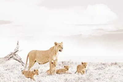 Roar with Love 15 Heartwarming Lioness and Cub Quotes You Don't Want
