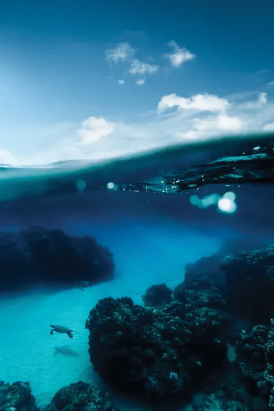 Deep Blue Sea Canvas Art by Lucas Moore iCanvas