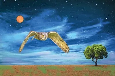 Great Horned Owl At Night Canvas Wall Art by Laura D Young iCanvas