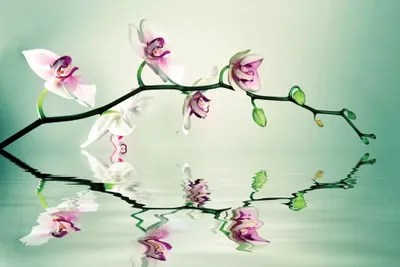 Zen Canvas Art by Lee Sie iCanvas