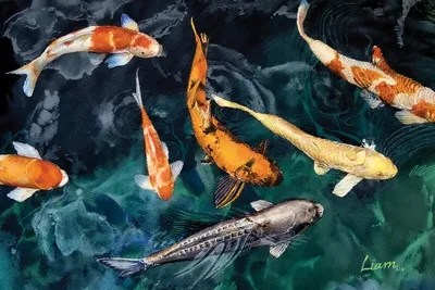 Koi Fish Canvas Wall Art by Liam Kumawat iCanvas