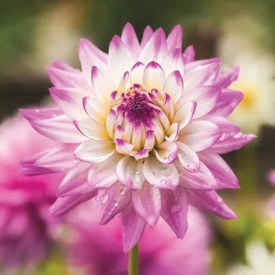 Valerie Flower Canvas Art by Louis Ruth iCanvas