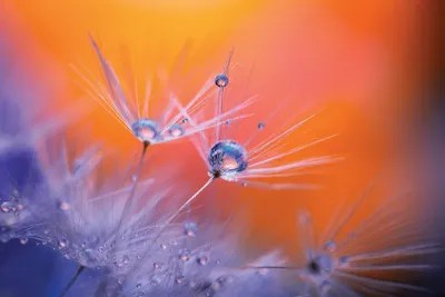 Dandelion Art Canvas Wall Art by Lauri Lohi iCanvas