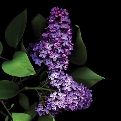 Deep Purple Canvas Artwork by Magda Indigo iCanvas