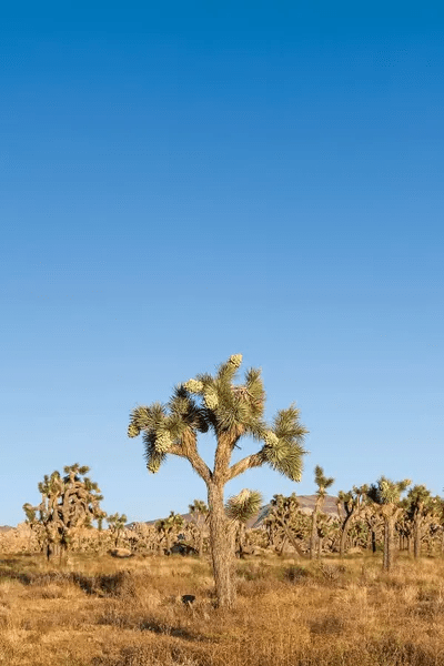 Joshua Trees Canvas Art Print by Melanie Viola iCanvas