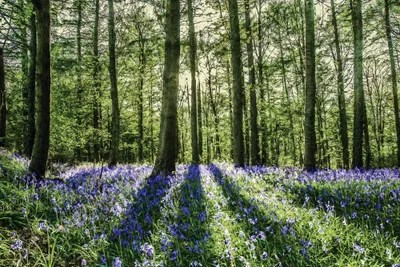 Bluebell Wood Canvas Print by Mark Gemmell iCanvas