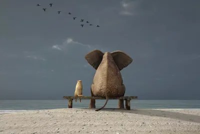 Elephant And Dog Sit On A Beach Canvas Wall Art by Mike Kiev iCanvas