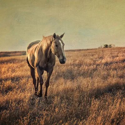 Equine Canvas Wall Art by MScottPhotography iCanvas