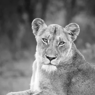Lioness In Black And White Art Print by MScottPhotography iCanvas