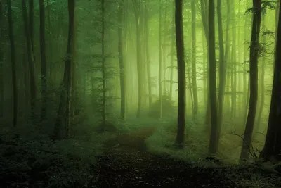 Spring Promise Canvas Print by Norbert Maier iCanvas