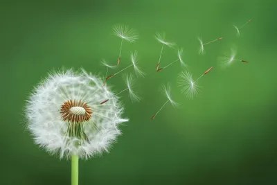 Dandelion Blowing II Canvas Wall Art by Bess Hamiti iCanvas
