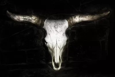 Cow Skull Art Print by PHBurchett iCanvas
