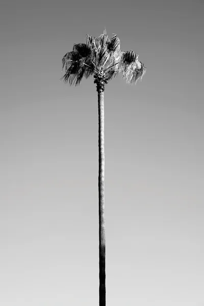 Black California Series Palm Tree A Art Print Philippe Hugonnard