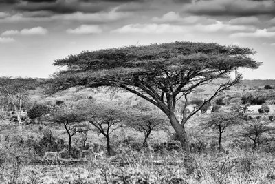 Acacia Trees Canvas Wall Art by Philippe Hugonnard iCanvas