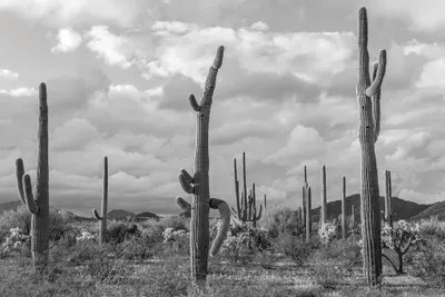 Various Cactus Plants In A Desert, Organ Pipe Cactus Canvas Artwork
