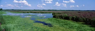 Marsh Landscape, Montezuma National Wildlife Refuge, Se Canvas Print