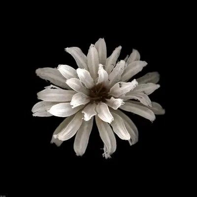 All White Canvas Art by PhotoINC Studio iCanvas