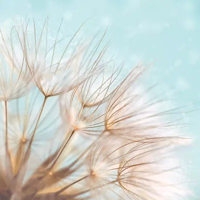 Duck Egg Dandelion Canvas Art by Ros Berryman iCanvas