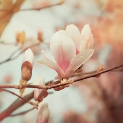Pink Magnolia Canvas Wall Art by Ros Berryman iCanvas