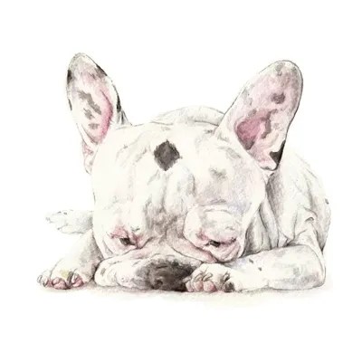 Spotted French Bulldog Canvas Art Print by Wandering Laur iCanvas