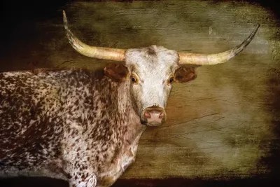 Steer 2 Canvas Wall Art by Rhonda Thompson iCanvas
