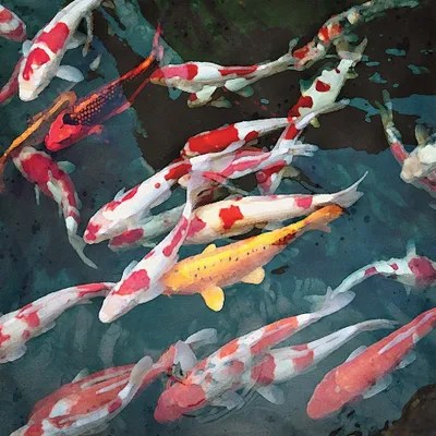 Koi Canvas Art by RileyB iCanvas