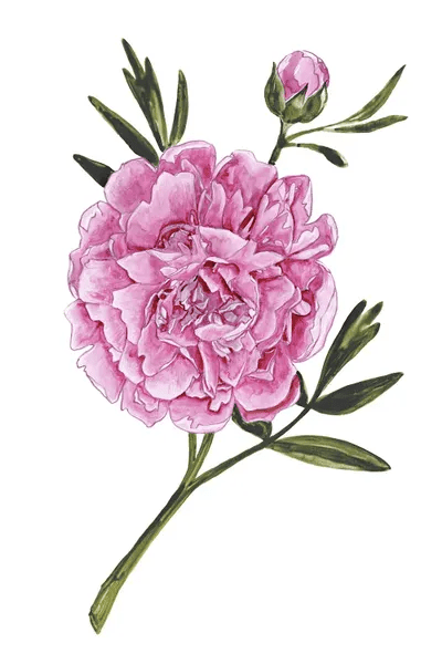 Muted Dark Pink Watercolor Peony Canvas Artwork by blursbyai iCanvas
