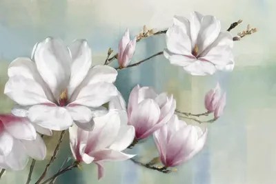 Magnolia Blooms Canvas Art by Rogier Daniels iCanvas