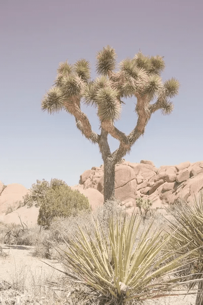 Mojave Desert Canvas Art Print by Shot by Clint iCanvas