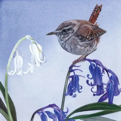 Bluebells Canvas Wall Art by Sam Cannon Art iCanvas