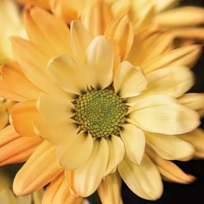 Pale Pink and White Canvas Art by Beth Sheridan iCanvas