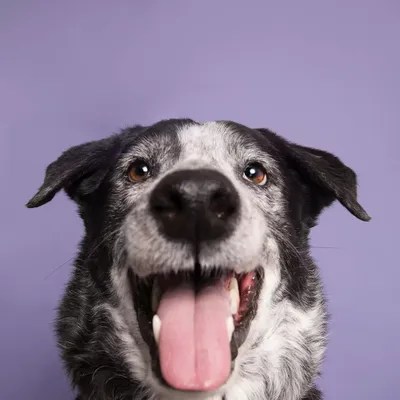 Bart The Rescue Dog Canvas Wall Art by Sophie Gamand iCanvas