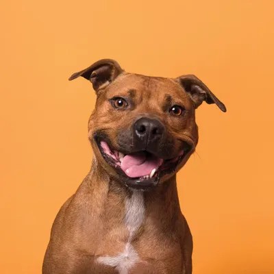 Velcro The Rescue Dog Canvas Artwork by Sophie Gamand iCanvas