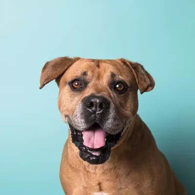 Booger The Rescue Dog Canvas Artwork by Sophie Gamand iCanvas