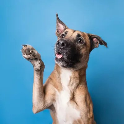 Brandi The Rescue Dog Canvas Print by Sophie Gamand iCanvas