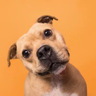 Bubba The Rescue Dog Canvas Art by Sophie Gamand iCanvas