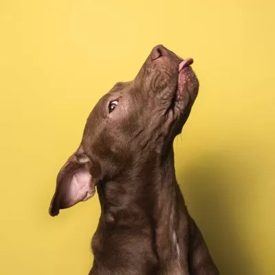 Champ The Rescue Dog Canvas Print by Sophie Gamand iCanvas