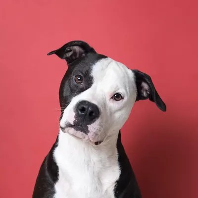 Chopper The Rescue Dog Canvas Artwork by Sophie Gamand iCanvas