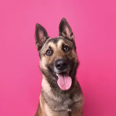 Henry The Rescue Dog Canvas Wall Art by Sophie Gamand iCanvas