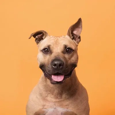 Jack The Rescue Dog Canvas Wall Art by Sophie Gamand iCanvas