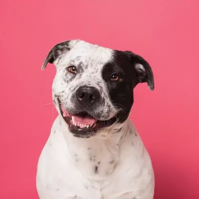 Kane The Rescue Dog Canvas Art by Sophie Gamand iCanvas