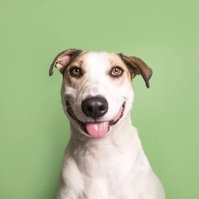 Kane The Rescue Dog Art Print by Sophie Gamand iCanvas