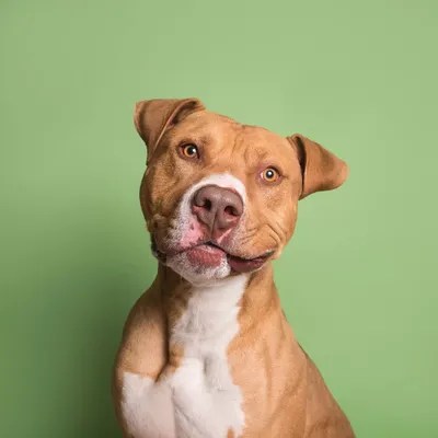 Apollo The Rescue Dog Canvas Art by Sophie Gamand iCanvas