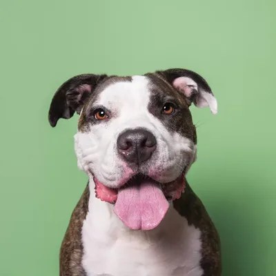 Louie The Rescue Dog Canvas Artwork by Sophie Gamand iCanvas