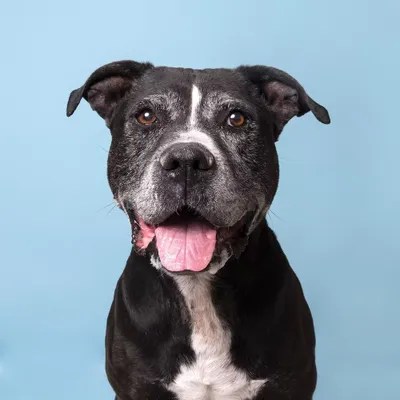 Orion The Rescue Dog Canvas Artwork by Sophie Gamand iCanvas