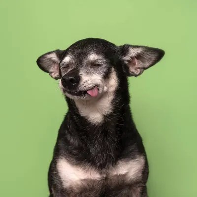 Asa The Rescue Dog Canvas Art by Sophie Gamand iCanvas