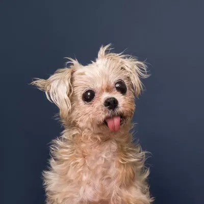 Pocket The Rescue Dog Canvas Art by Sophie Gamand iCanvas